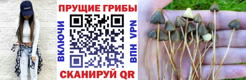 закладка  Благовещенск  Псилоцибиновые грибы Psilocybe 